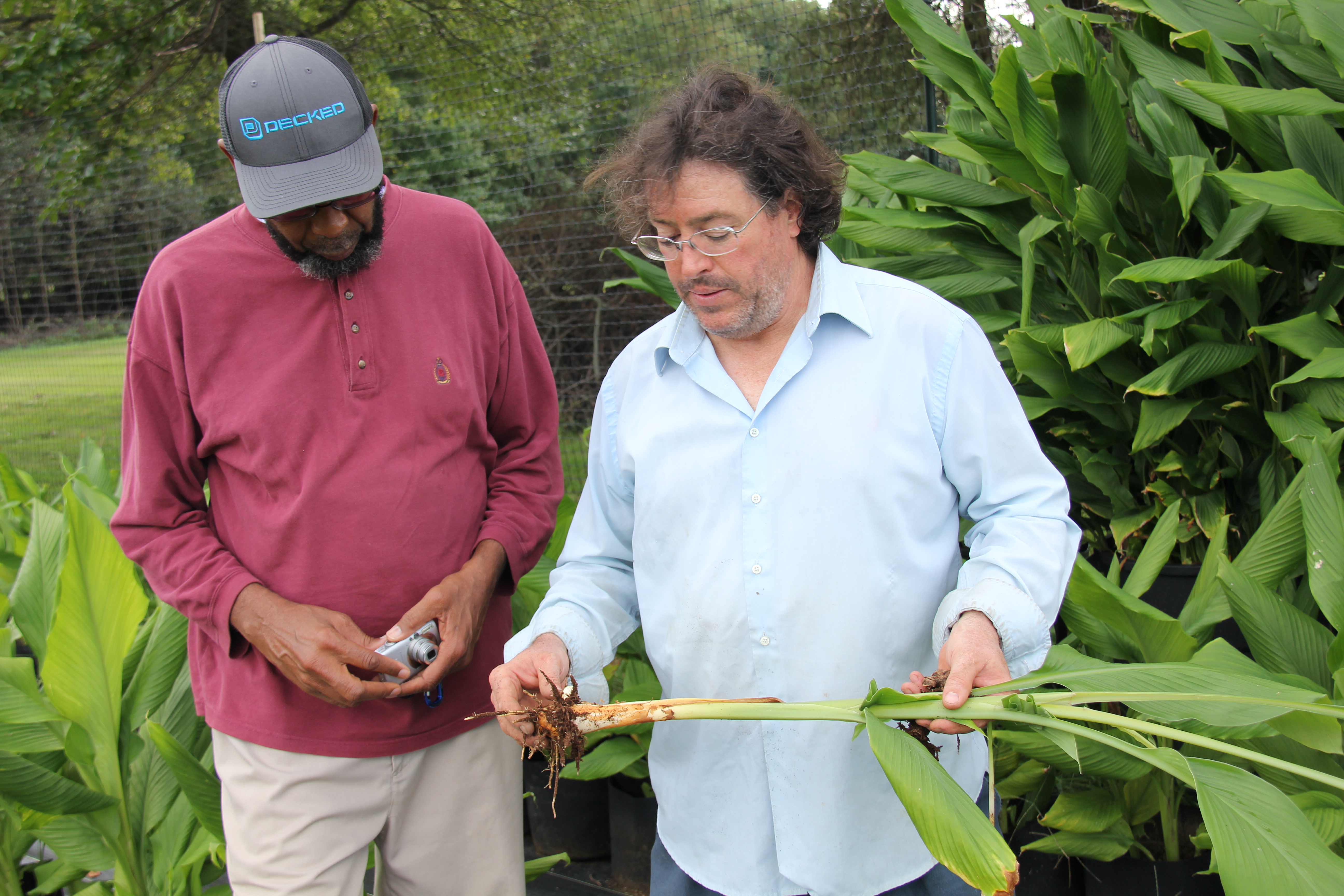 Two men in a crop field