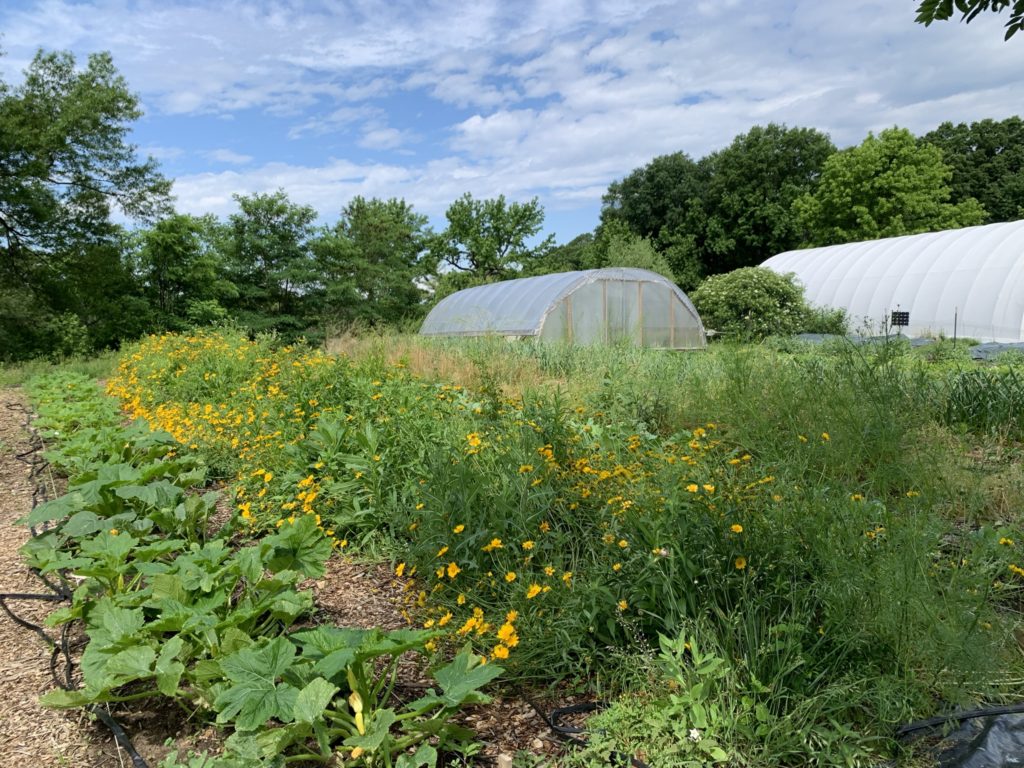 High Tunnel at ECO City Farms