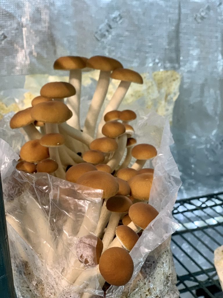 mushrooms from the Garden International