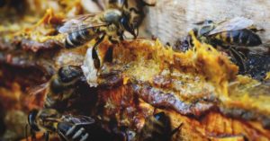 A group of honeybees using fresh propolis.