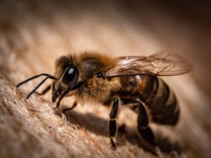 Close-up of a honeybee.